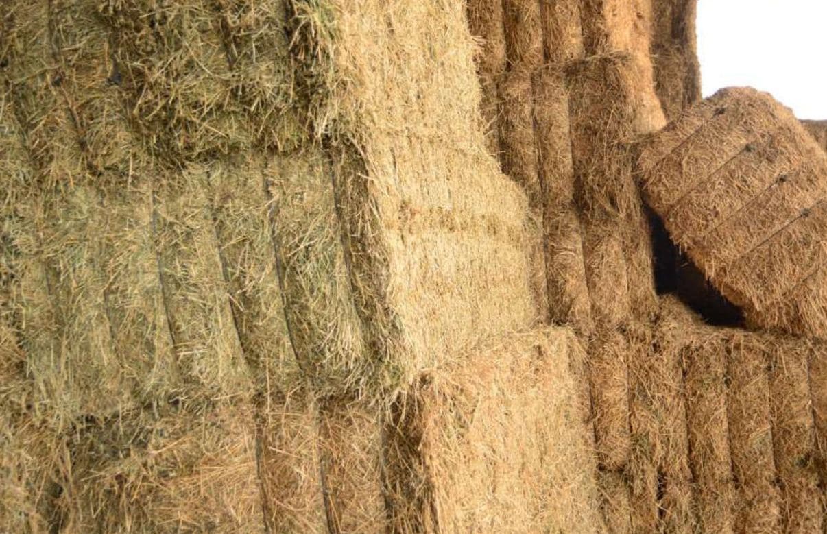 Fardos de alfalfa preparados para abastecimiento