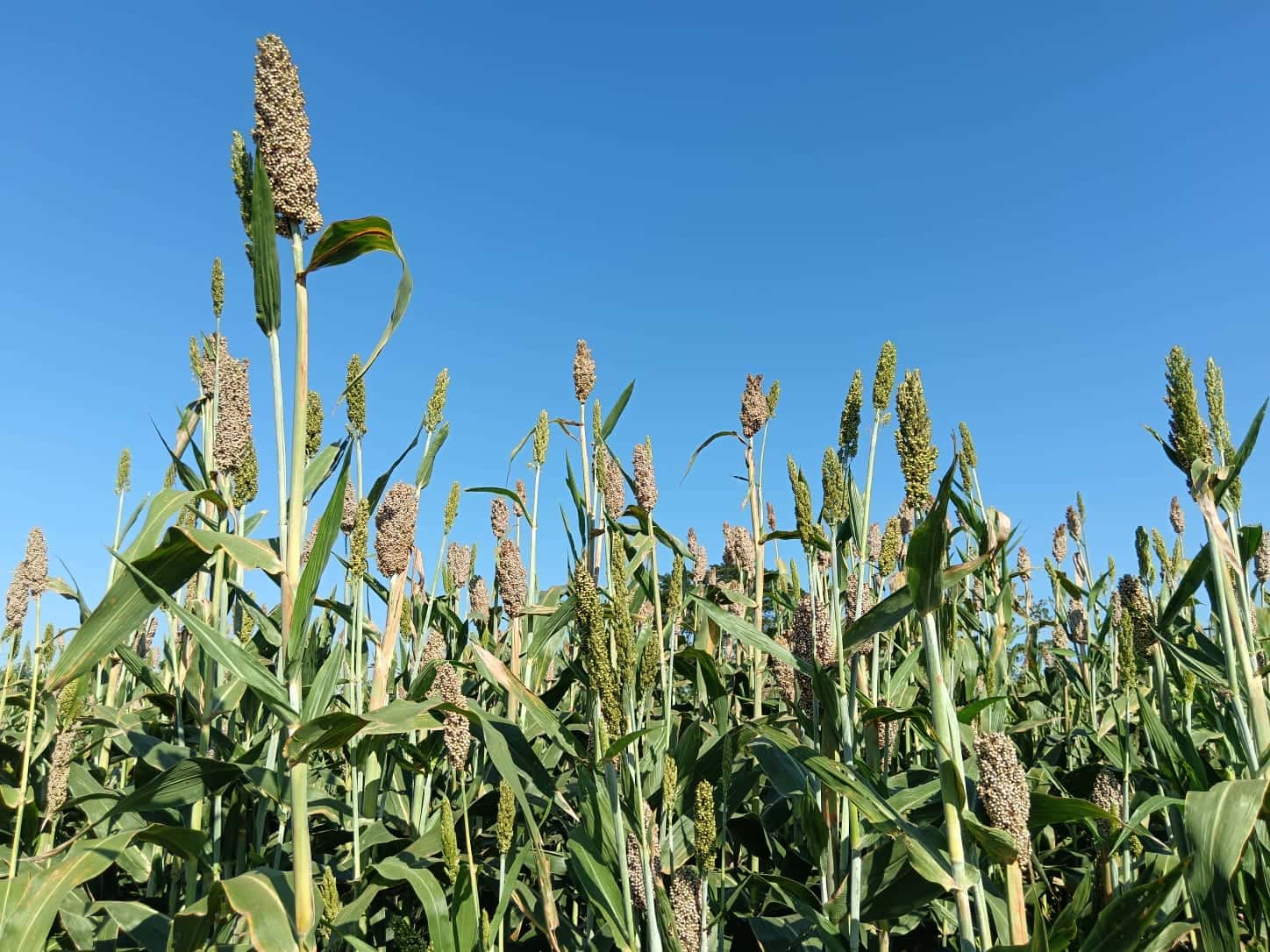 Cultivo de sorgo representativo de las soluciones de HT Semillas